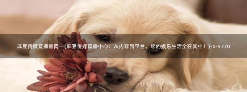 麻豆官方更新：麻豆传媒直播官网一(麻豆传媒直播中心：从内容到平台，您的娱乐生活全在其中！)